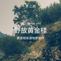 Tea Road Wild gold Gui birthplace Anxi Huqiu 1960s old fir 100 grams of oolong tea