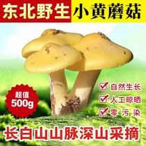 Northeast specialty wild yellow mushroom super dry goods dry pine mushroom 500g fresh Alshan butter mushroom soup fungus