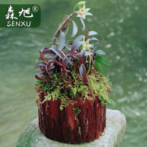 Senxu red rod iron skin Dendrobium seedlings iron rust spots deep 3 years 20 roots with wooden piles shipped Dendrobium flower orchid