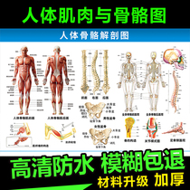 Anatomy of human musculoskeletal structure distribution of whole body skeletal organs acupoint map human spine joint map
