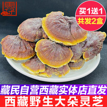 Tibet wild Ganoderma lucidum Nyingchi wild red Zhi dry goods Whole red ganoderma lucidum large whole branches A total of one pound