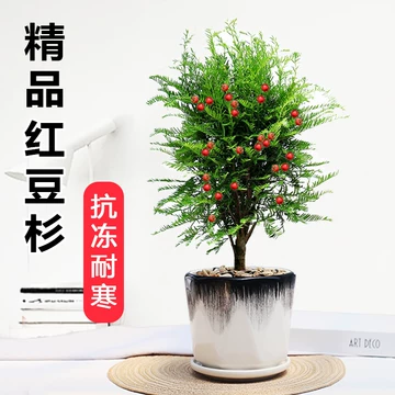 紅豆杉 红豆杉- ChemicalBook