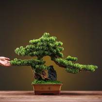 Simulation of welcome pine bonsai ornaments Luohan pine living room porch model room decorations green plant potted Chinese Hotel