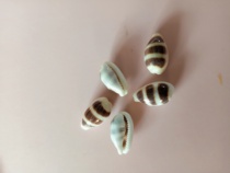 Natural Baoluo Shell Crafts Buoy Baoluo Collection Boutique Send to Students to Friends Creative Gifts Home
