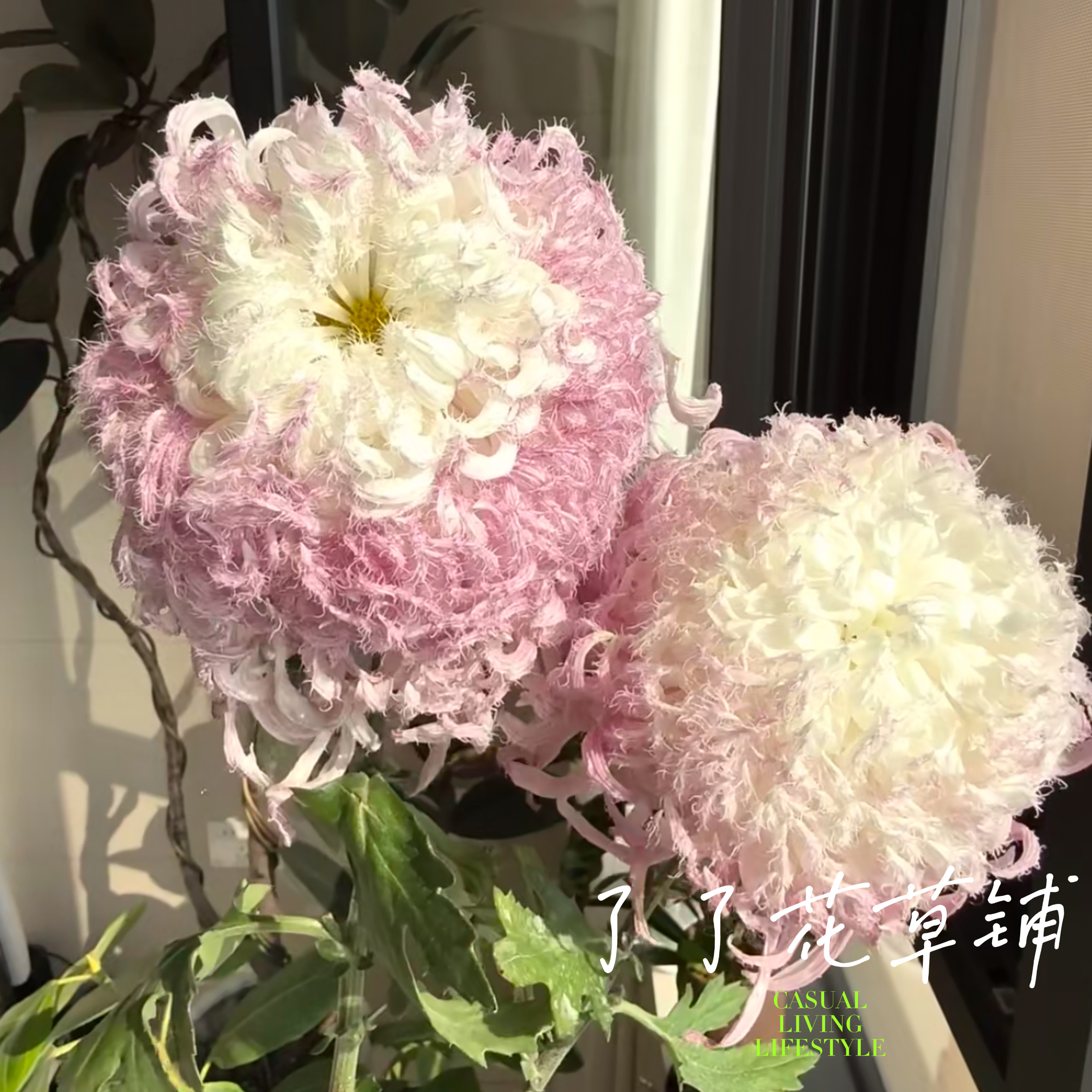 鹅毛粉黛大菊苗-鹅毛粉黛大菊苗促销价格、鹅毛粉黛大菊苗品牌- 淘宝