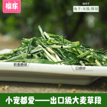 Barley grass Dutch pig guinea pig food food chinchangrass young rabbit rabbit hay forage grass section feed