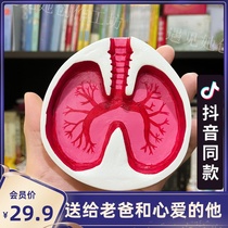 Ashtray Lung Model Shaped Fashion Ins Smoking Cessation Personality Creative Father Boy Friend Gift Fumbling Sonic Boom