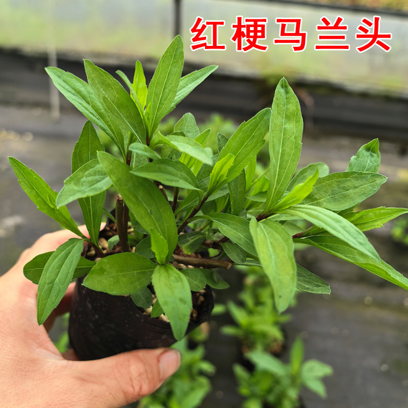 红梗马兰头种根-红梗马兰头种根促销价格、红梗马兰头种根品牌- 淘宝
