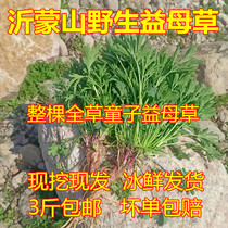 21-year-old wild motherwort fresh and now edible aunt grass menstrual grass Chinese herbal medicine 500g parts 3 pounds