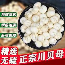 Sichuan fritillary grain wild Sichuan fritillary Sichuan Abba State Sichuan Baie can make autumn pear paste Chinese herbal medicine 500g non-Sichuan bay powder