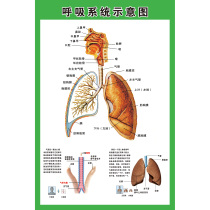 Respiratory system diagram Hospital human anatomy lung respiratory system poster disease prevention exhibition board