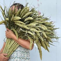 Dried wheat spikes rice spikes sorghum barley millet millet dry branches pastoral crops decoration grains harvest miscellaneous grains