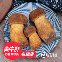  2021 Wild Porcini fresh Yunnan specialty Porcini fresh mushroom mushroom yellow Lai head 500g non-dry goods