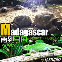 Go again to Madagascar Madagascar 13th See news (down) H-STUDIO Great Korean Reptile Studio