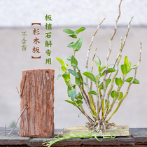 The original Wood Wood wood board bark flowerpot material for Dendrobium orchid