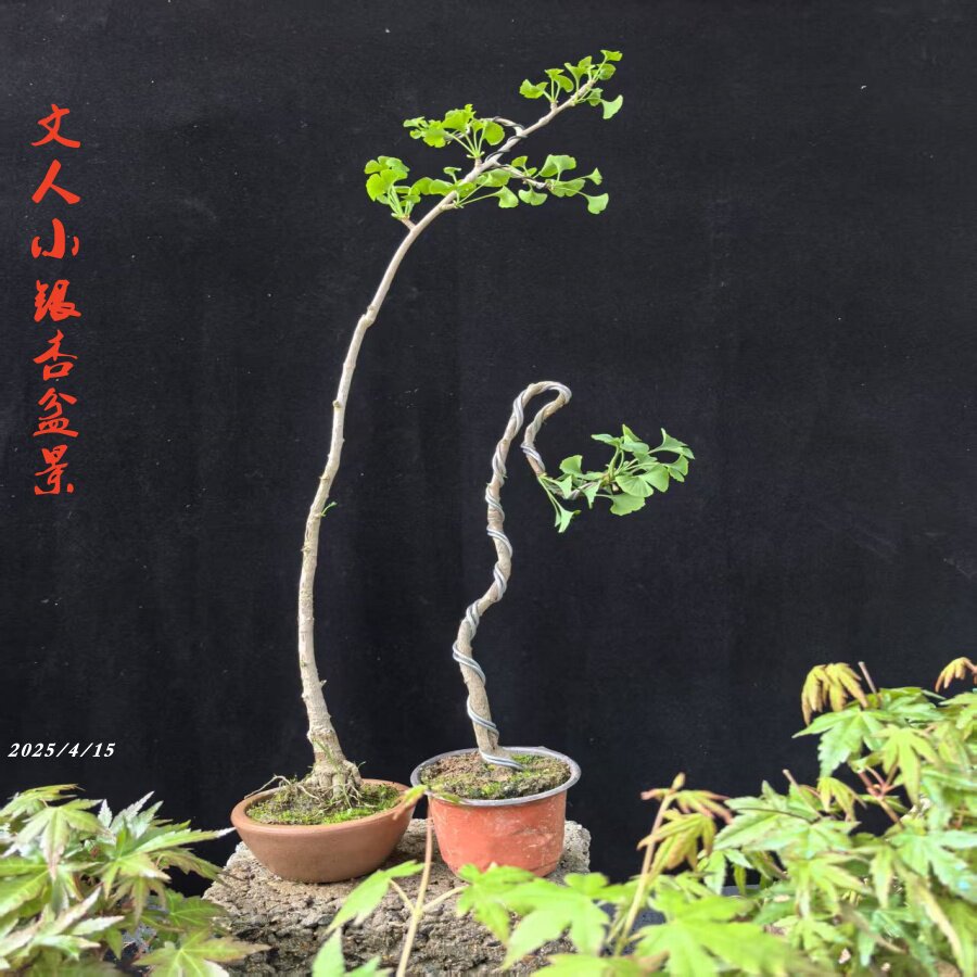 银杏盆栽室内绿植-银杏盆栽室内绿植促销价格、银杏盆栽室内绿植品牌- 淘宝