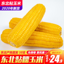 Northeast yellow corn 10 sweet waxy corn cob vacuum packaging sticky waxy yellow corn non-GMO