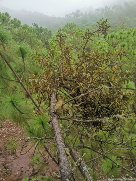 松树皮茶 养兰花 松树皮怎样发酵 你知道了吗