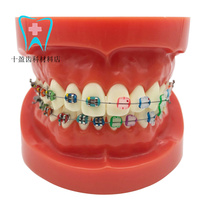 Dental Oral teaching model Half-metal half-ceramic standard model Dentition neat  