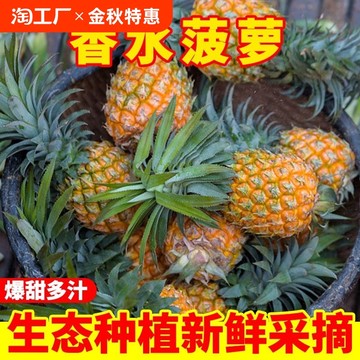 徐闻菠萝新鲜基地直发菠萝凤梨小菠萝手撕菠萝3/5/9斤