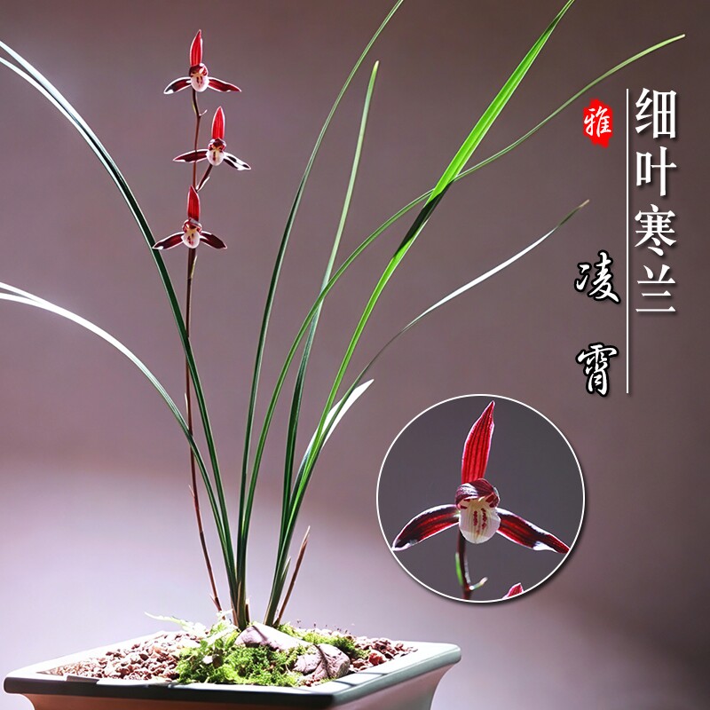 矮种寒兰带花苞-矮种寒兰带花苞促销价格、矮种寒兰带花苞品牌- 淘宝