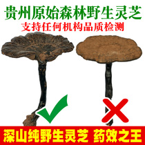 Guizhou pure wild purple Ganoderma lucidum premium dry whole flower natural whole branch Non-Changbai Mountain Nyingchi a pound can be sliced