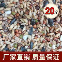 2020 new grain 20kg clear feed young pigeons ornamental pigeon Turtledove and other special nutrition grain during the period of 19 provinces