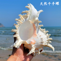 Natural Conch Shell Coral Starfish Thousand Hands Kirin Snail Fish Tank Landscaping Living Room Office Natural Decoration