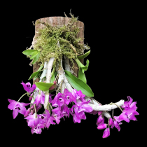 Dao Health Iron Stone Seedlings Fresh Stone Maple Blossom