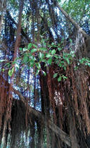 Film props decoration cloth view with fresh banyan shall be banyan tree gas root fresh products 500g