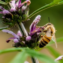 Nen Ge only sells boutique fresh motherwort honey honey tone secretion
