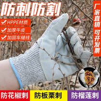 Anti-stab anti-cut gloves Anti-tie killing fish Gardening chestnut pepper Wear-resistant non-slip cactus rose season cowhide