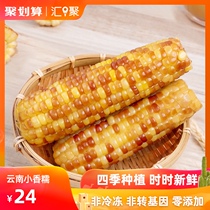 Different corn planting in four seasons Yunnan Xishuangbanna sweet corn children flower glutinous sweet glutinous corn