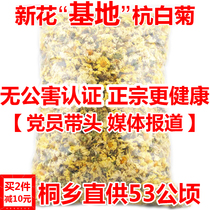 (Base Hangbai Chrysanthemum) Origin Tongxiang special authentic new flower chrysanthemum bulk chrysanthemum tea 250g sulfur-free