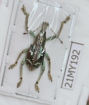 Agriculture and forestry science teaching photography insect beetle specimen weevil Indonesia 21MY192