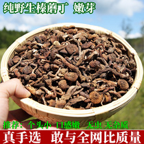 New cargo hazelnut Northeastern wild mushrooms Northeastern hazelnut mushrooms Dry stock 500g Northeastern Tedproduce wild hazelnut mushroom Dry hazelnut