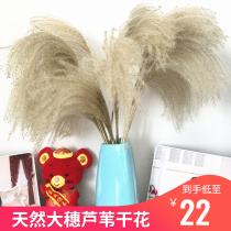 Natural reed dried flower eternal bouquet window ornaments reed flower dust flower dog tail grass wedding decoration props