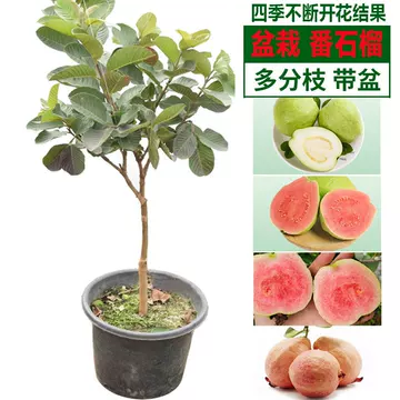 台湾グアバ取木苗木　改良品種　番石榴 芭乐　バンシル 台湾グアバ取木苗木 番石榴 芭 バンシル｜Yahoo!フリマ（旧