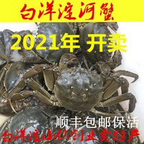 Baiyangdian fresh crab river crab hairy crab male full mother hair crab 14 seafood full yellow crab Shunfeng fresh preservation