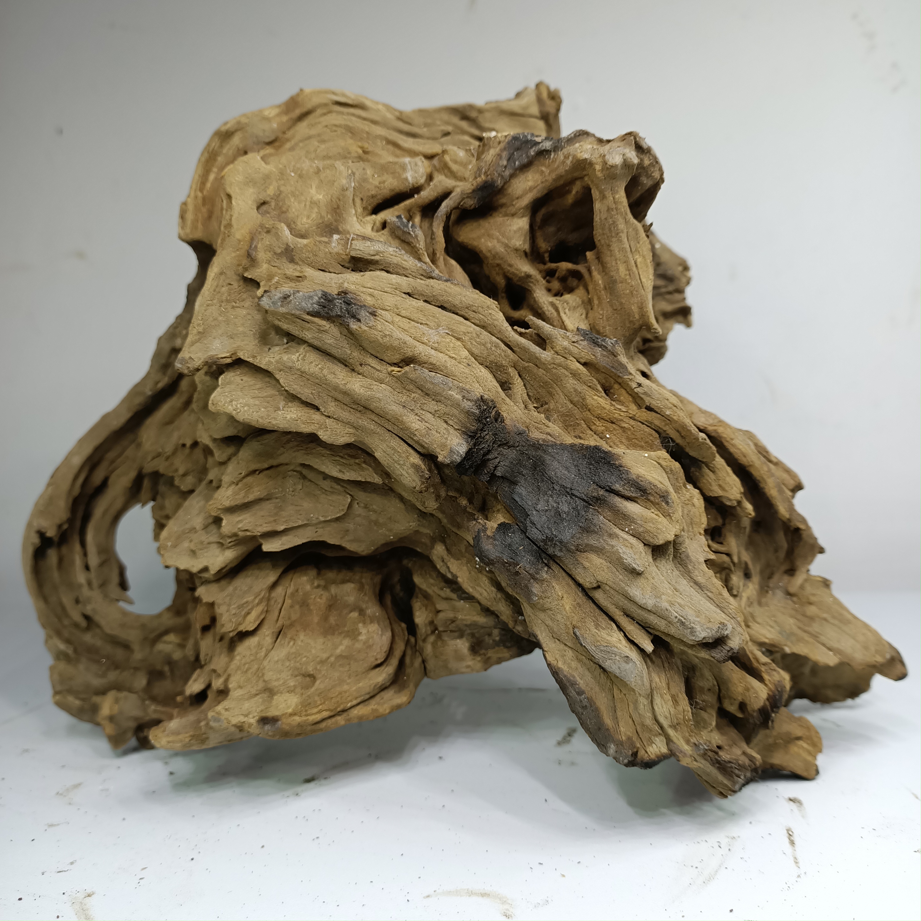 Nerve aquarium! Aqua special shot super link! Dont buy dont shoot! Single shot turtle food