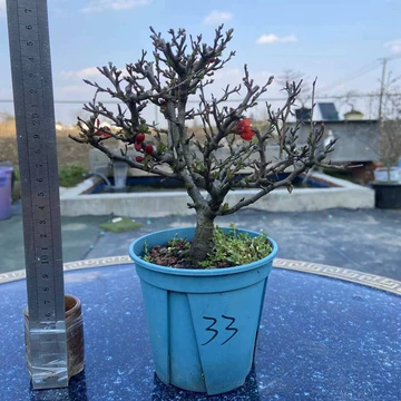 红花一号长寿梅盆景-红花一号长寿梅盆景促销价格、红花一号长寿梅盆景