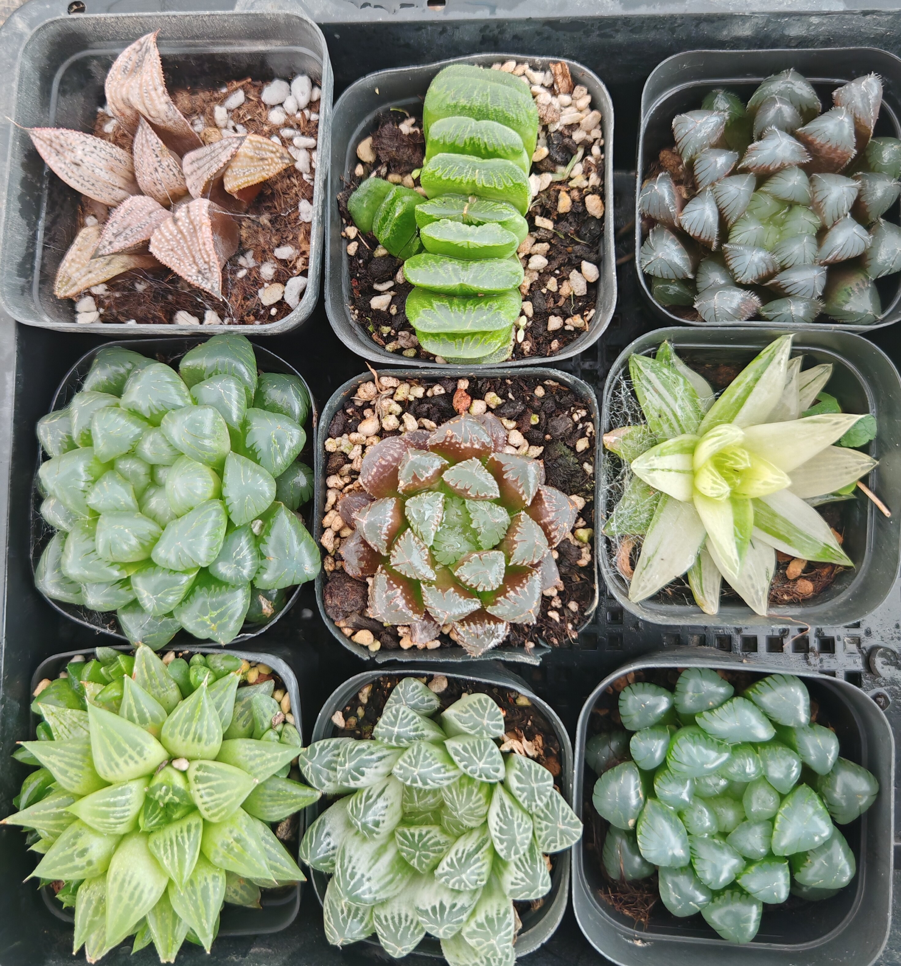 姬寿玉露-姬寿玉露促销价格、姬寿玉露品牌- 淘宝