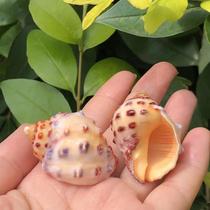 Natural conch shell lychee snail scallop fish hermit crab special replacement Shell Pearl snail fish tank landscape decoration
