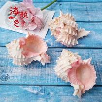 Natural conch shell Starlight Jade snail red bone snail crafts home collection hermit crab house scallop fish