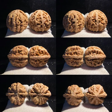 大粗筋狮子头 43尺 大粗筋狮子头 43尺 大粗筋狮子头价格报价行情- 京东