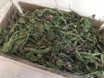 Natural rootless Dandelion hay Chinchilla rabbit Guinea pig prevention of enteritis anti-fire detoxification box 500g