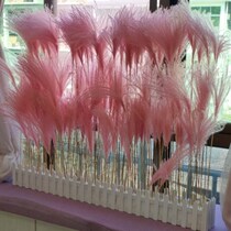 Dried flower Reed pub Reed flower pink Reed Bouquet decoration props wedding Net red Korean style Nordic style