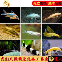 Tropical freshwater viewing dough gold mouse fish beard sail dealgae screw toolfish cleaner small live fish