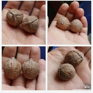 正奔三棱文玩核桃-正奔三棱文玩核桃促销价格、正奔三棱文玩核桃品牌- 淘宝