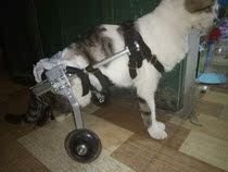Cat wheelchair paralyzed cat Scooter disabled cat assisted hind limb exercise car broken leg dog cat pet car pet wheelchair